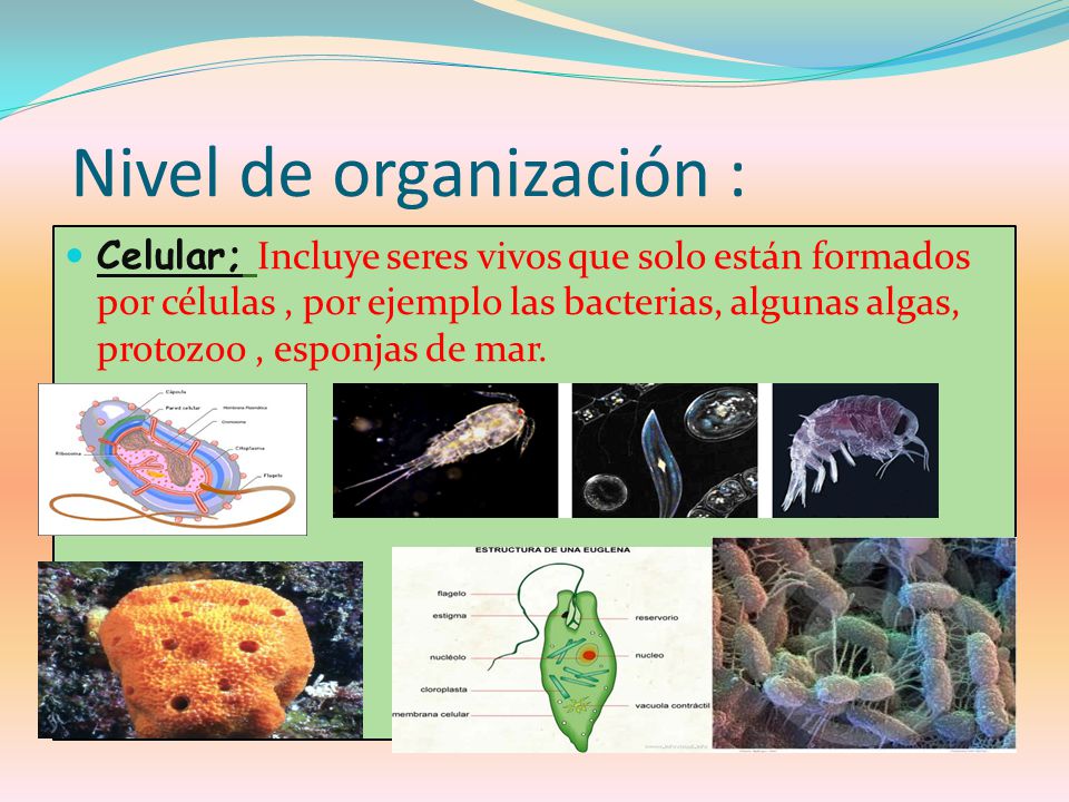 protozoo de mar